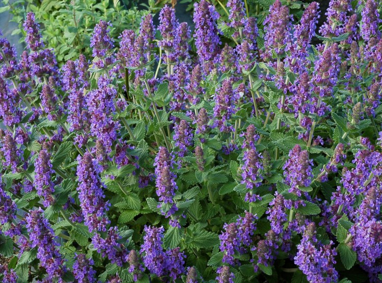 Котовник кошачий (Nepeta cataria l.)