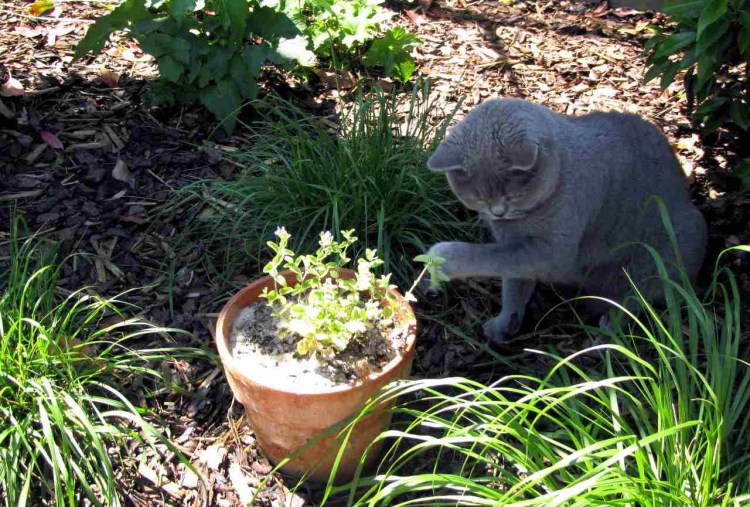 Котовник кошачий (Nepeta cataria)