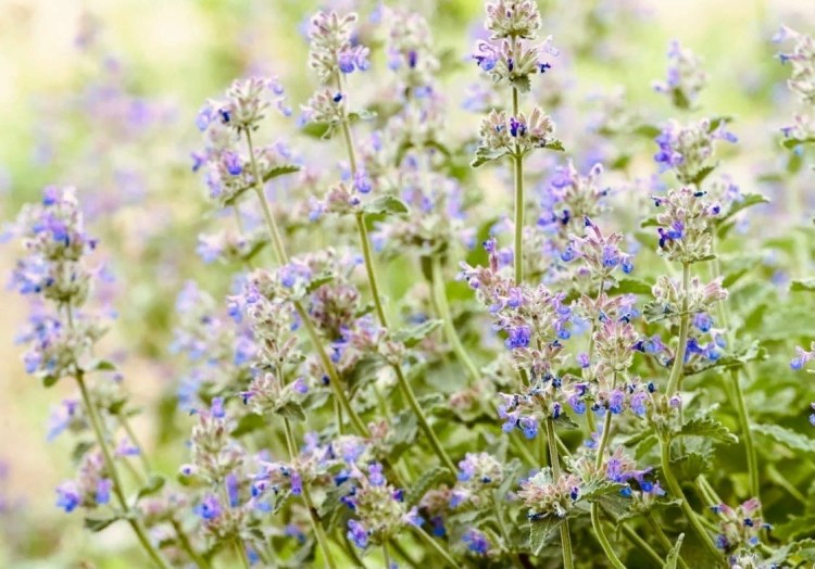 Мята котовник