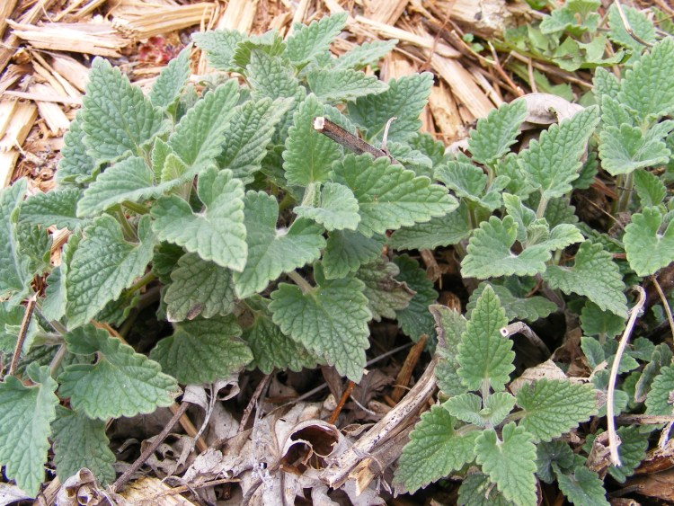 Котовник Кентавр