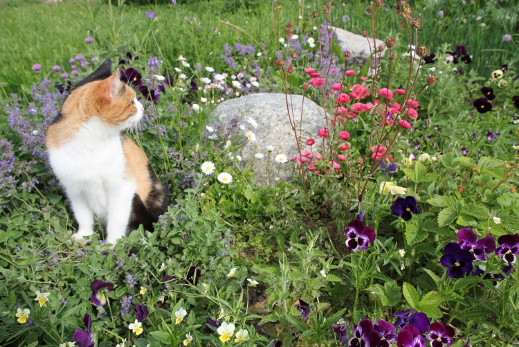 Коты и Кошачья мята