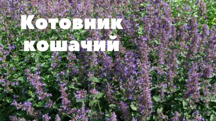 Котовник Кошачья мята
