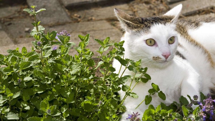 Котовник кошачий бархат