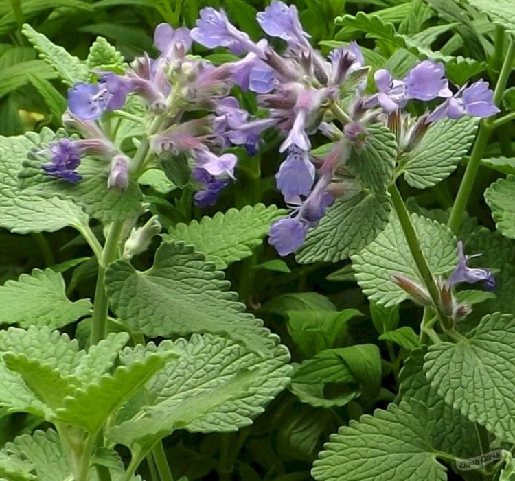 Котовник лимонный