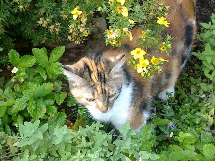 Котовник Кентавр