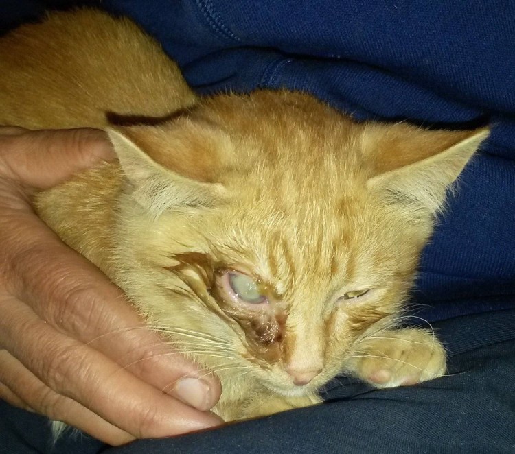 Катаральный конъюнктивит у кота