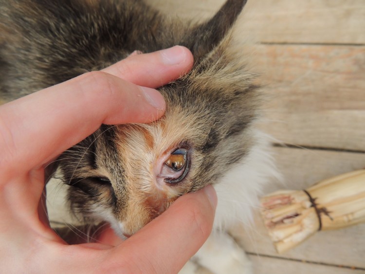 Глазные капли для глаз котятам