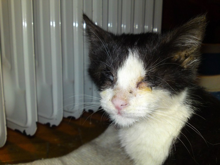 Кальцивироз конъюнктивит