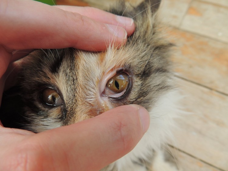 Цвет глаз у кошек