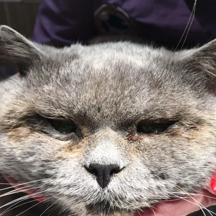 Фолликулярный кератоконъюнктивит