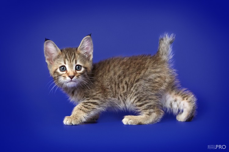 Пикси-Боб котята