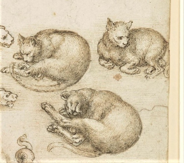 Кот Леонардо