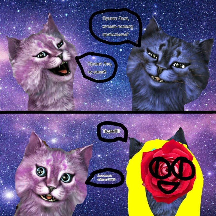 Кошка Лана и Лео