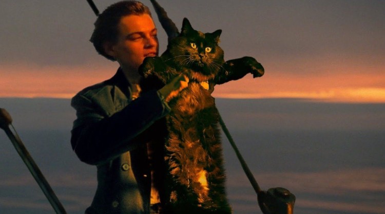 Фильм кот Титаник