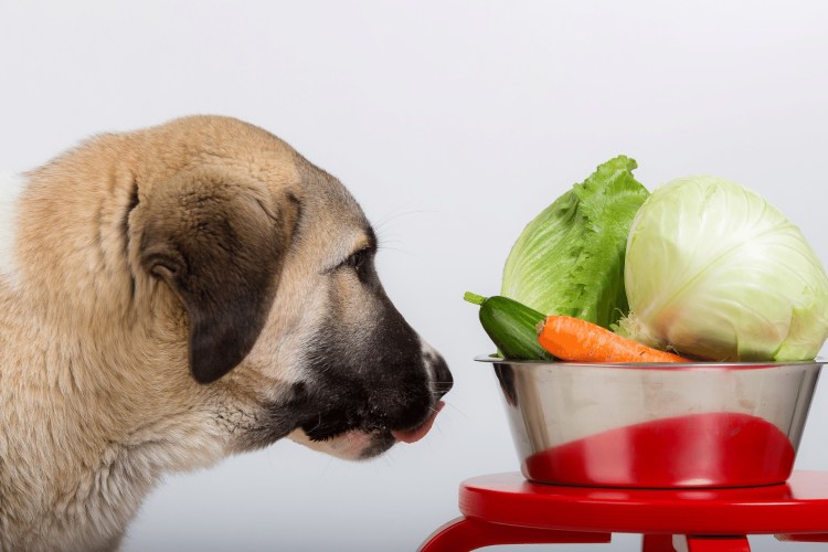 Овощи в рационе собаки