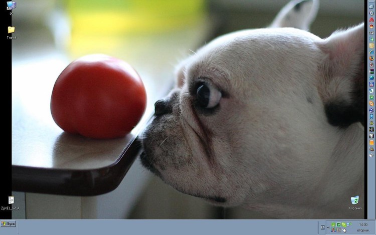 Сила воли собака