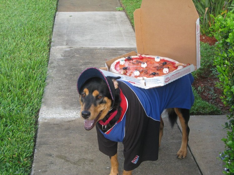 Переливание крови собаке