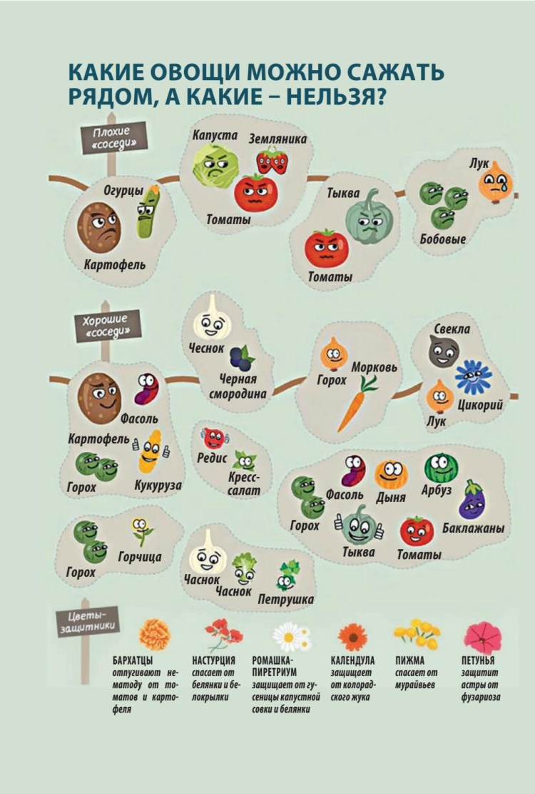 Овощи для собак