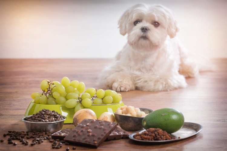 Why are grapes and Raisins Toxic for Dogs?