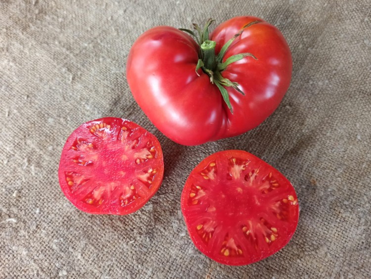 Томат фиолетовый пес