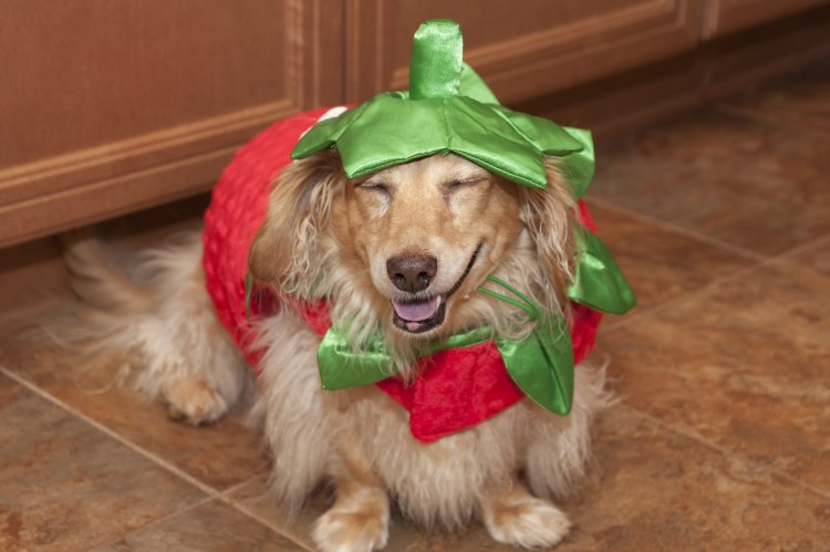 Пёс томатный