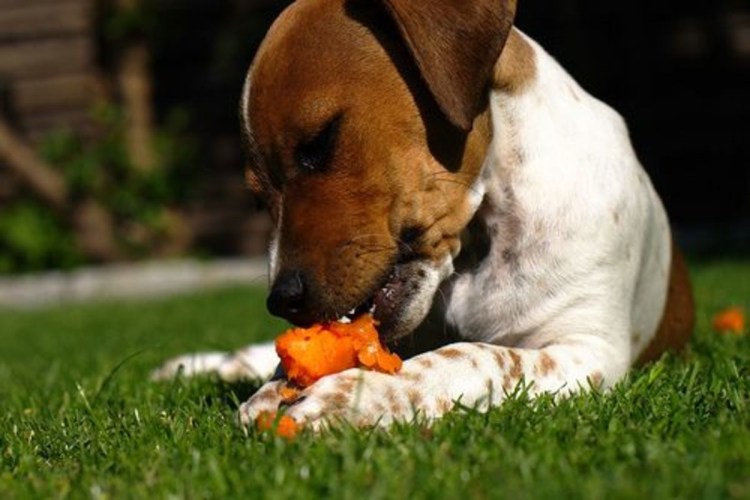 Овощи для собак