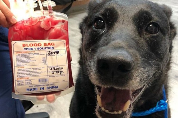 Собака ест виноград