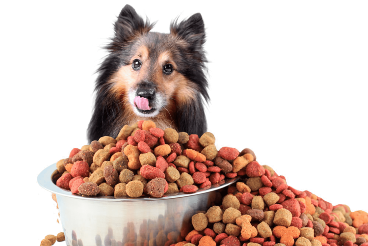 Степени ожирения у собак