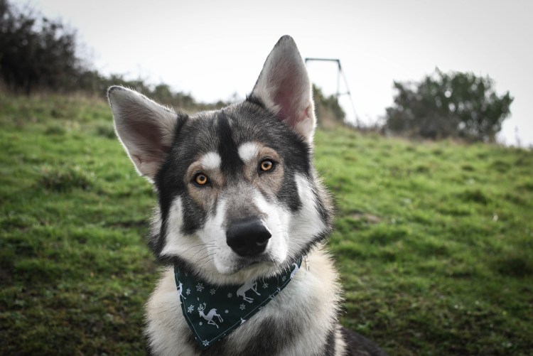 Северный инуит