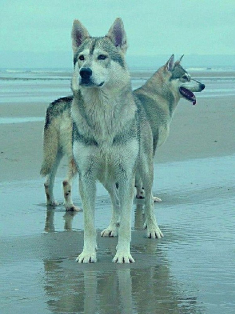 Хаски лютоволк