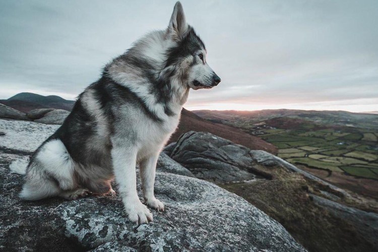 Соболиный хаски