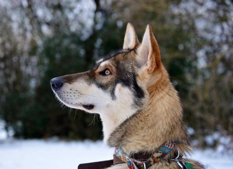 Маккензи Ривер хаски
