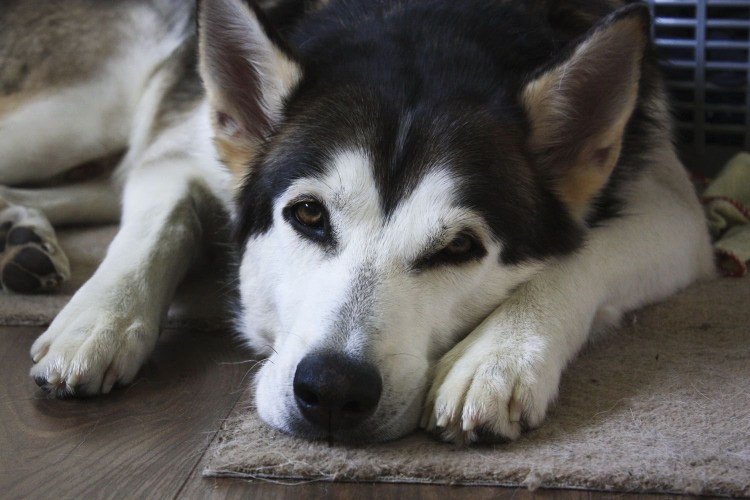 Порода собак инуиты