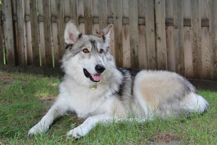 Северный инуит