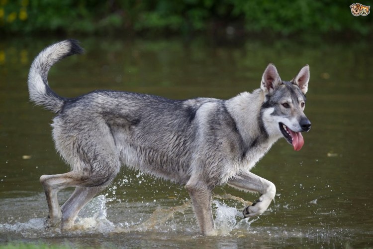 Северный инуит