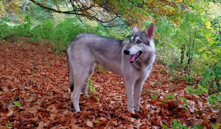 Северный инуит собака