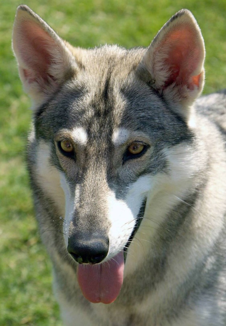 Северная инуицкая собака