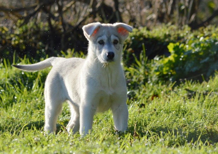 Куньминская овчарка КАНМИНГ дог