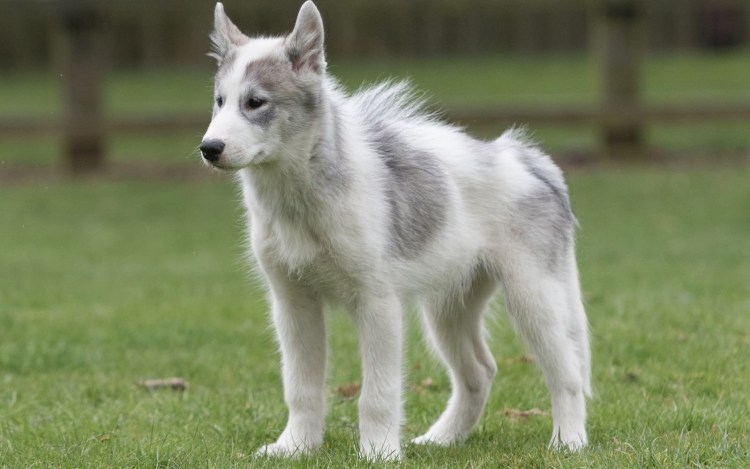 Порода Северный инуит