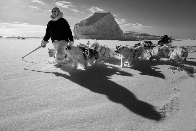 Шведский белый элкхаунд