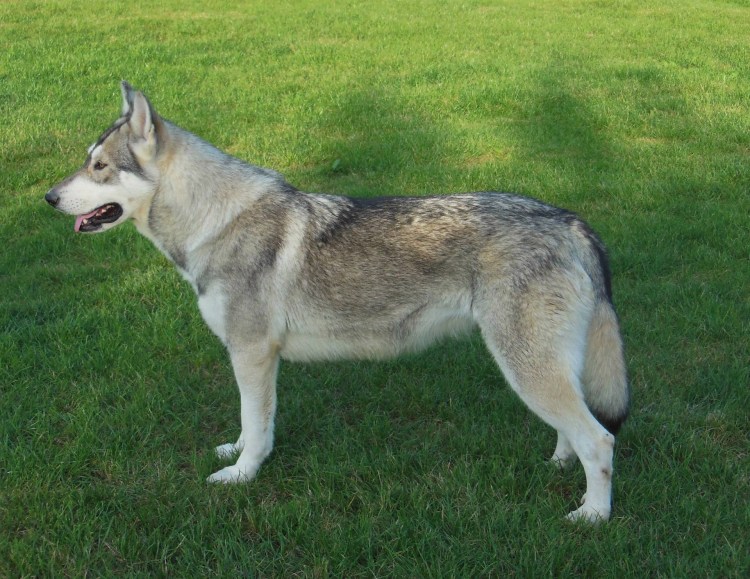 Северная инуитская собака