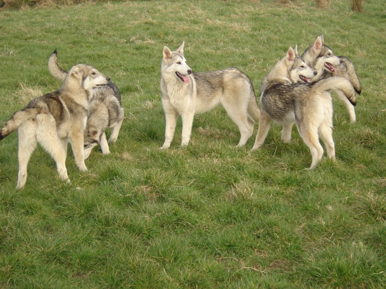 Софи Тернер с собакой