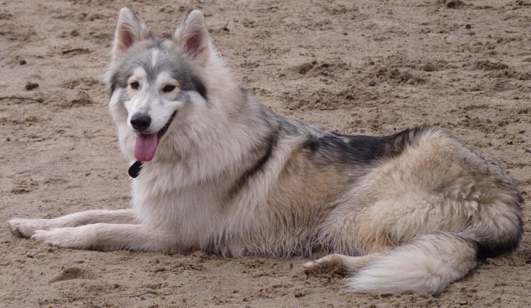 Сибирский инуит собака