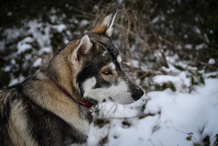 Северная инуитская собака черная