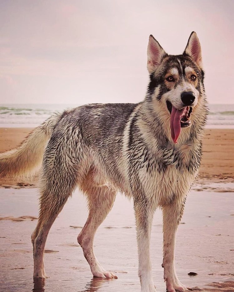 Северный инуит порода собак