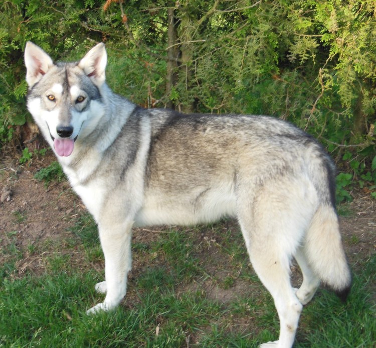 Северный инуит соболиный