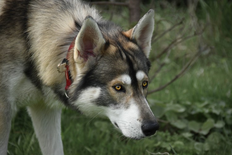 Порода Северный инуит