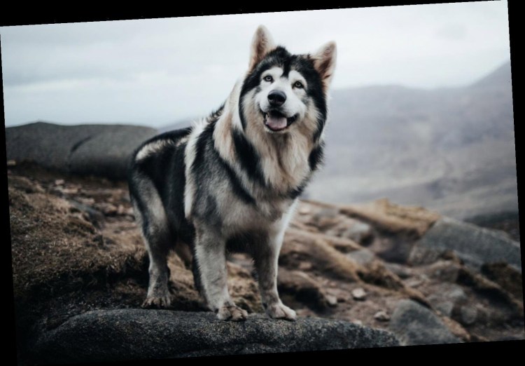 Инуиты хаски