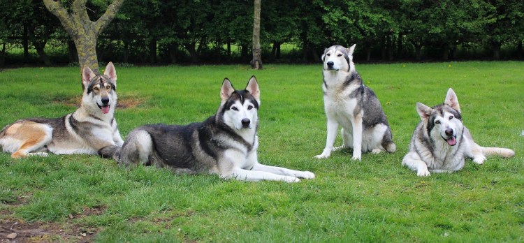 Северный инуит собака