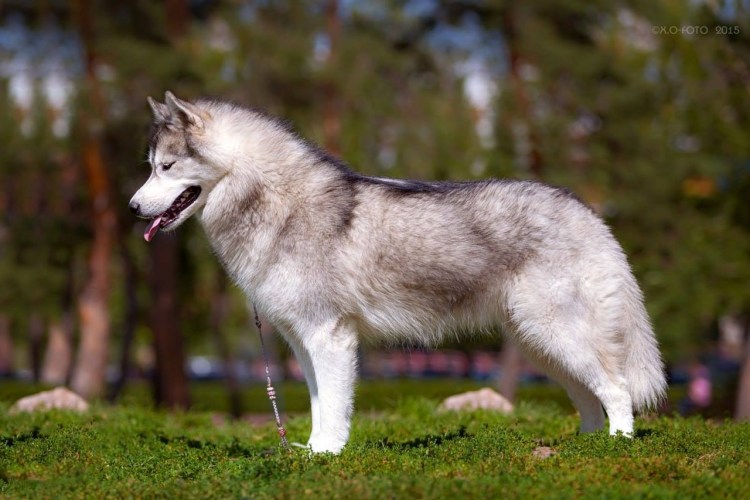 Северо-Восточная ездовая лайка